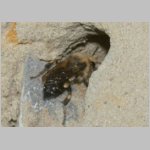 Melecta albifrons - Trauerbiene 03b 14mm als Besucher am IH.jpg